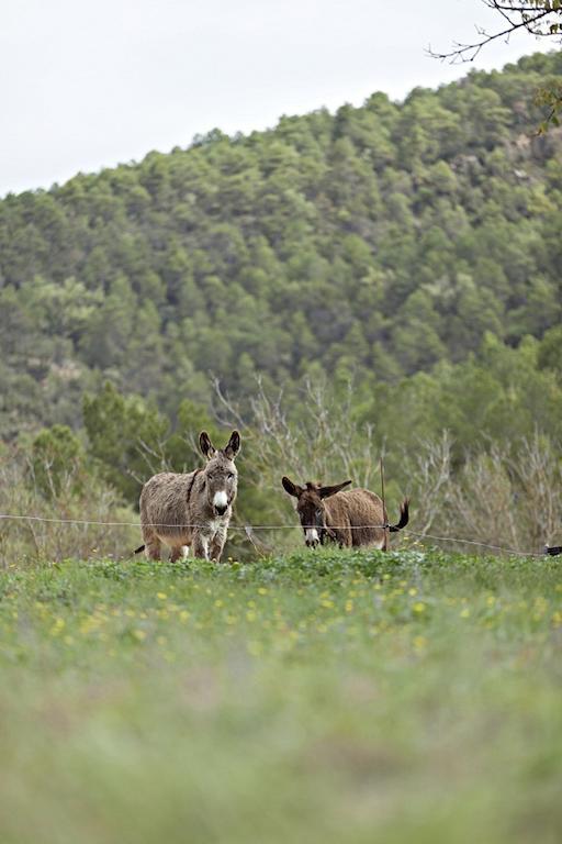 Masia Ca L'Anima Hotel La Baronia de Rialb Kamer foto